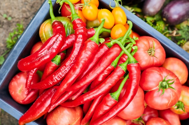 Pomodori appena raccolti e peperoncini piccanti nel giardino in un contenitore di plastica