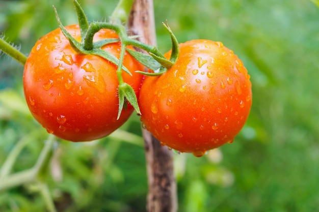 pomodori appesi alla vite