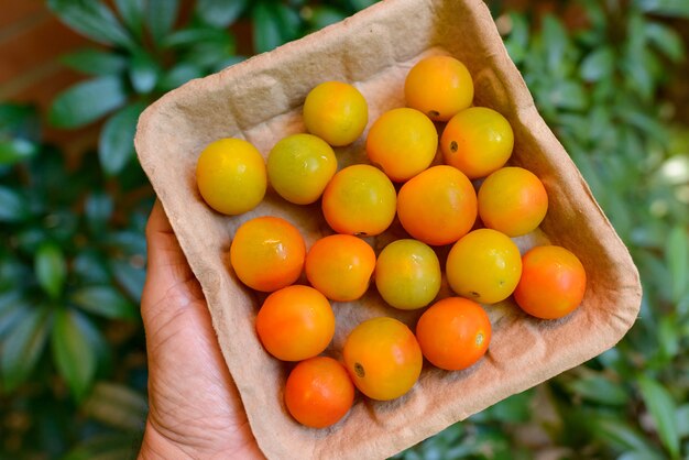 Pomodori arancioni biologici in confezione riciclabile