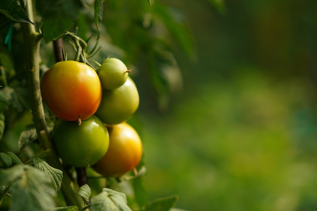 Pomodori autunnali molto rigogliosi nel giardino del monastero di Varlaam a Meteora