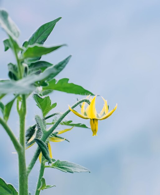 Pomodori biologici coltivati in serra