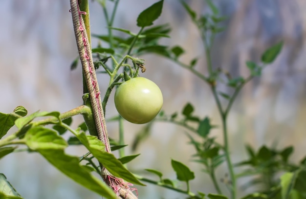 Pomodori biologici coltivati in serra