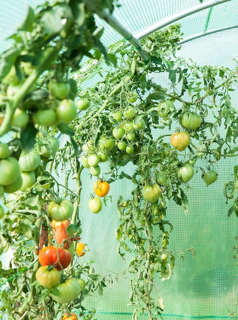 Pomodori biologici in una serra