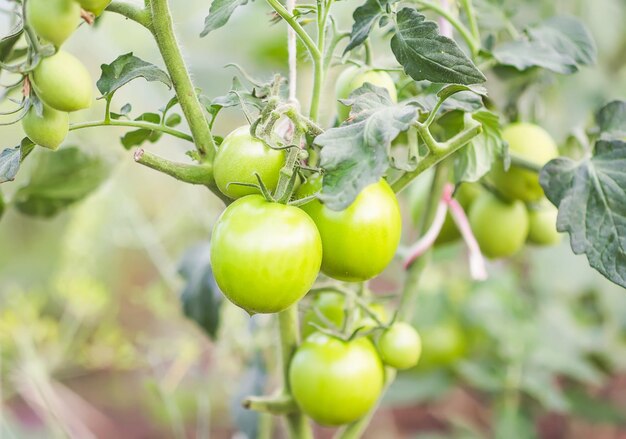 Pomodori biologici maturi e acerbi che crescono in serra in estate