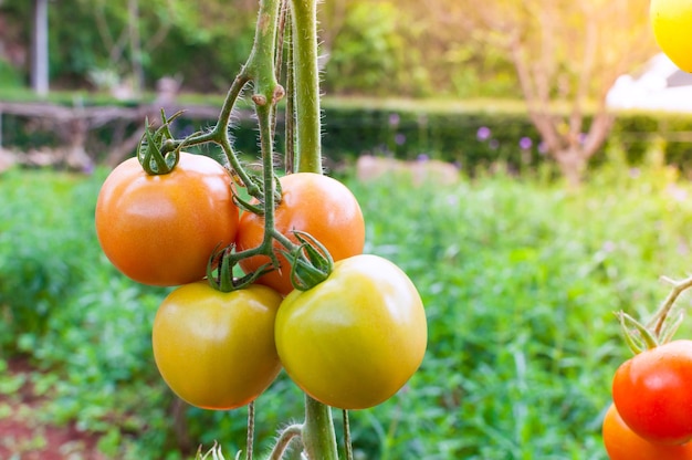 Pomodori biologici maturi in giardino pronti per la raccolta Pomodori freschi