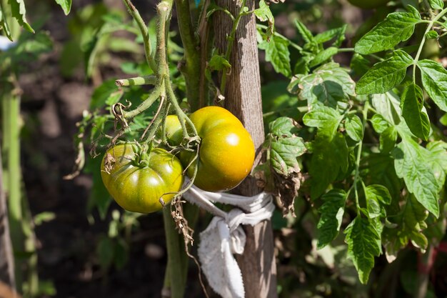 Pomodori casalinghi verdi acerbi che crescono nell'orto