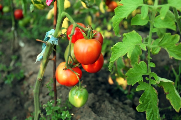 Pomodori che crescono in giardino