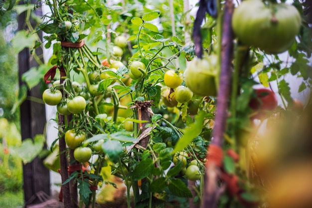 Pomodori che crescono in una serra. Concetto di orticoltura