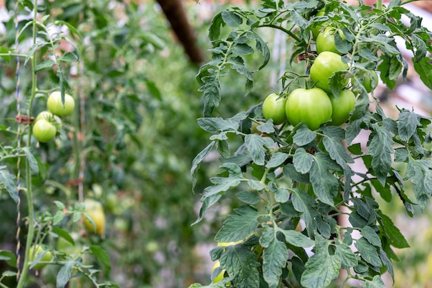 Pomodori che crescono in una serra, primo piano