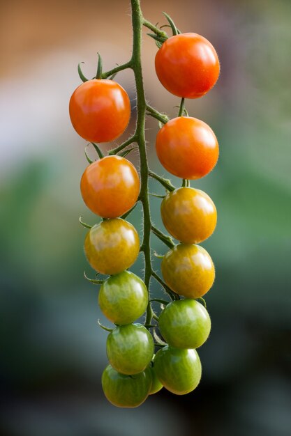 pomodori che crescono su un ramo