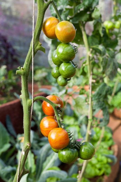 pomodori che crescono su un ramo