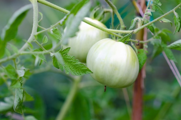 Pomodori che maturano in serra