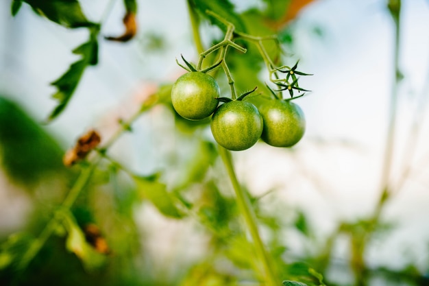 Pomodori ciliegia acerbi e verdi su un ramo