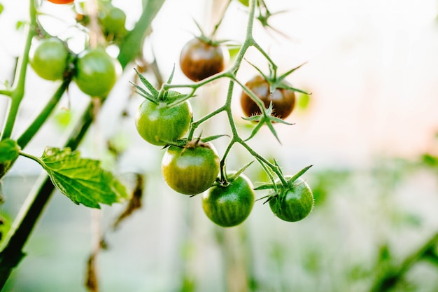 Pomodori ciliegia acerbi e verdi su un ramo