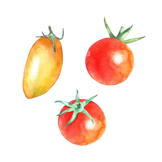 Pomodori ciliegia dell'acquerello