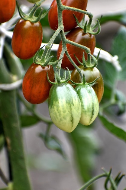 Pomodori ciliegia lunghi rossi e verdi che crescono sulla pianta