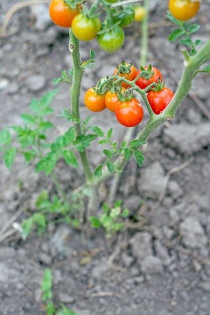 Pomodori ciliegia nostrani in giardino