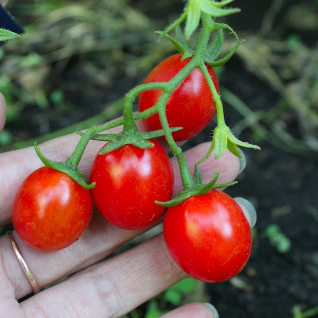 Pomodori ciliegia nostrani in giardino