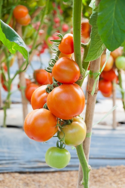 Pomodori ciliegini freschi in giardino Messa a fuoco selettiva di pomodori vegetali