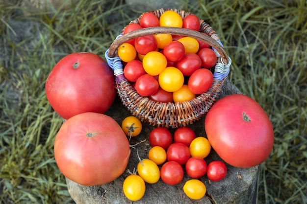 Pomodori colorati, rosso, giallo, arancione su fondo di legno rustico. Merce nel carrello dei pomodori ciliegia.