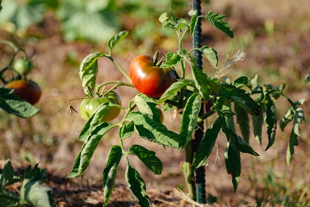 Pomodori cuore di bue in un orto ecologico con pacciamatura e legame biodegradabile Solanum lycopersicum cuor di bue