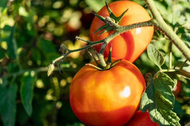 Pomodori da giardino sul cespuglio. Coltivazione di pomodori naturali in condizioni naturali senza pescides.