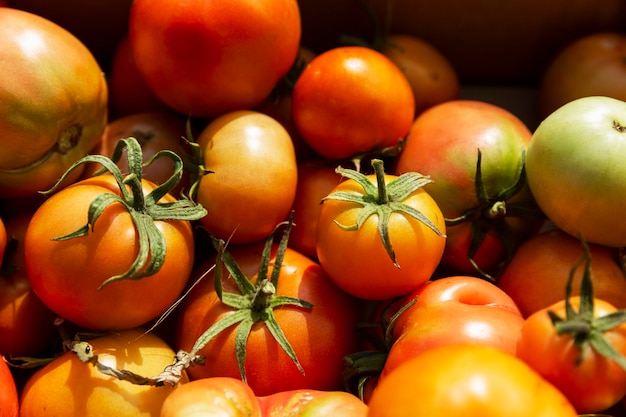 Pomodori di diversa maturazione in una scatola in una soleggiata giornata estiva. Stagione di raccolta. Cibi sani dalla natura.