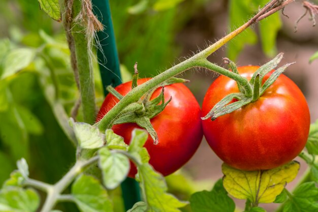 Pomodori di maturazione su un ramo, dal giardino