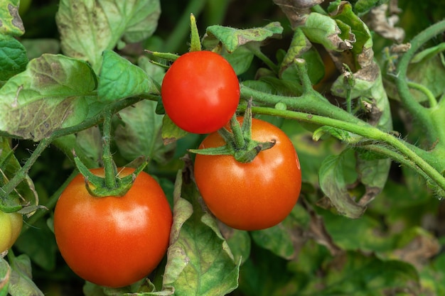 Pomodori di maturazione su un ramo nel letto di verdure in un giardino.