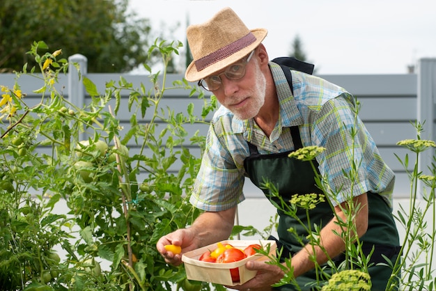 Pomodori di raccolto del giardiniere dell'uomo nell'orto