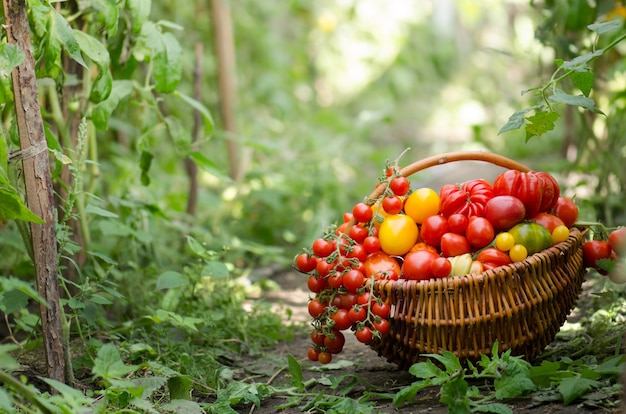 Pomodori diversi in cesti vicino alla serra