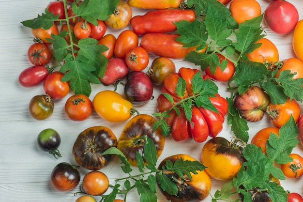 Pomodori diversi su uno sfondo bianco