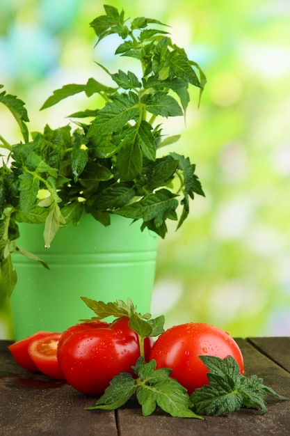 Pomodori freschi e pianta giovane in secchio sulla tavola di legno su sfondo naturale