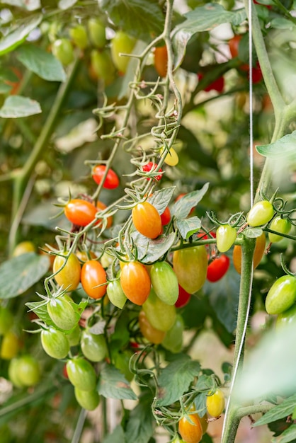 Pomodori freschi maturi con foglie verdi che crescono su un ramo in un giardino