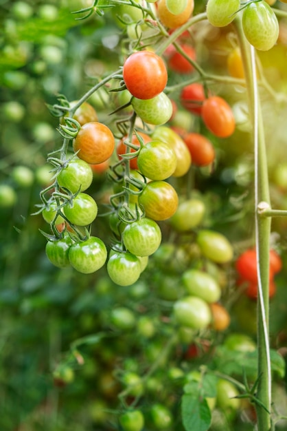 Pomodori freschi maturi con foglie verdi che crescono su un ramo in un giardino