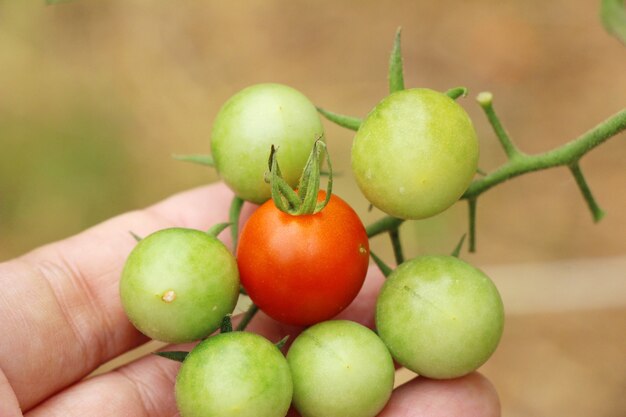 Pomodori freschi sull&#39;albero in giardino