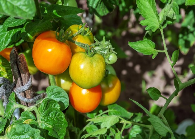 Pomodori gialli biologici maturi sul ramoscello