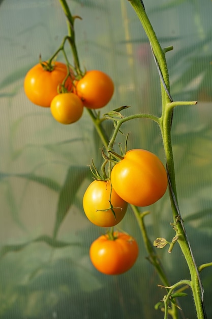 Pomodori gialli di diversa maturazione crescono in una serra in policarbonato