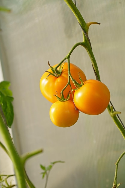 Pomodori gialli di varia maturazione crescono in una serra di policarbonato coltivando pomodori biologici