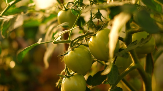 Pomodori giovani appesi ai rami con sfondo di foglie verdi