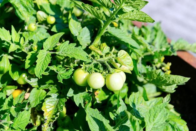 Pomodori giovani verdi sul banco