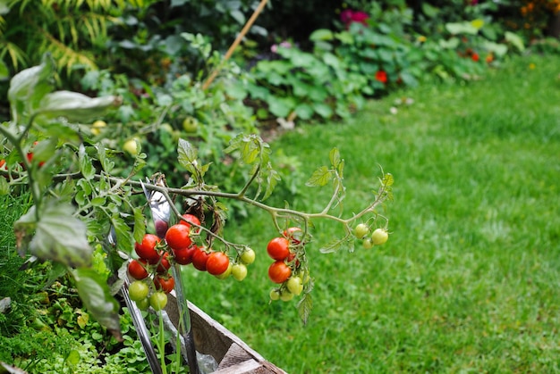 Pomodori in cassetta di legno