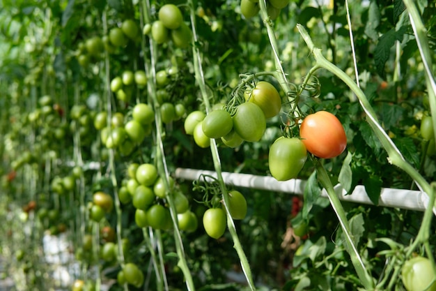 Pomodori in crescita in una serra idroponica con luce naturale