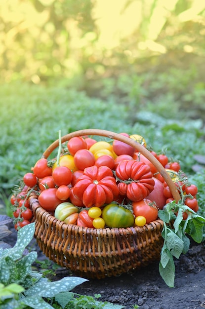 Pomodori in un cestino su sfondo bokeh sfocato astratto