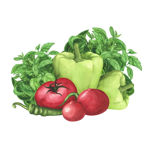 Pomodori maturi basilico fresco peperone verde su sfondo bianco Illustrazione del disegno a mano ad acquerello Decorazione artistica