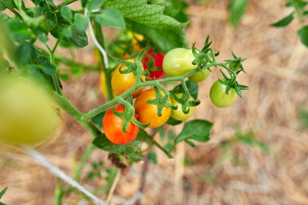 Pomodori maturi in giardino, verdura rossa fresca che appende sulla produzione di ortaggi biologici ramo, raccolto autunnale.