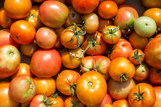 Pomodori maturi in una scatola alla luce del sole estivo Prodotti ecologici vegetariani e sani Primo piano Vista dall'alto