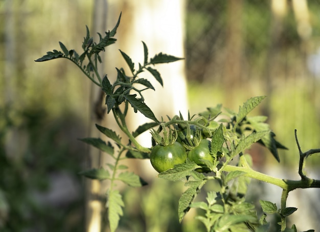 Pomodori maturi naturali che crescono su un ramo in una serra. Copia spazio