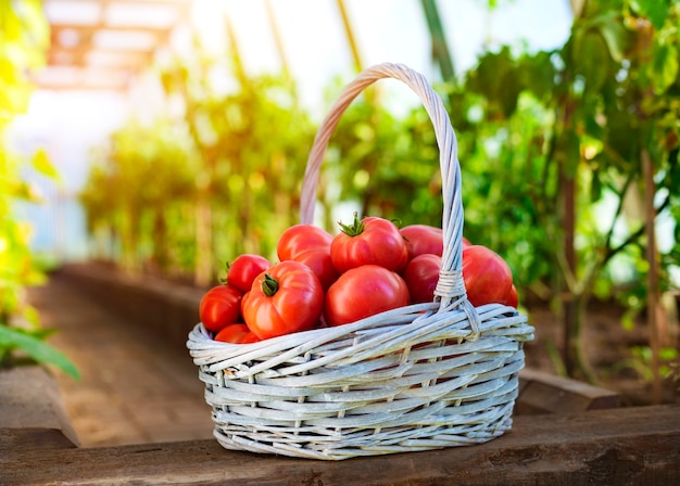 Pomodori maturi nel cestino sulla superficie di una serra e di un giardino