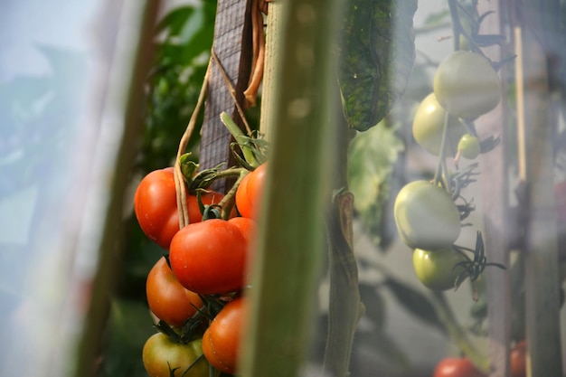 Pomodori maturi rossi degli agricoltori locali fatti in casa in una serra visti attraverso il concetto di cibo biologico sano della finestra